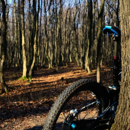 A mountain bike propped against a tree in woodland