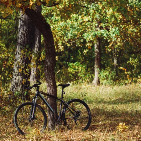 A mountain bike propped against a tree in woodland